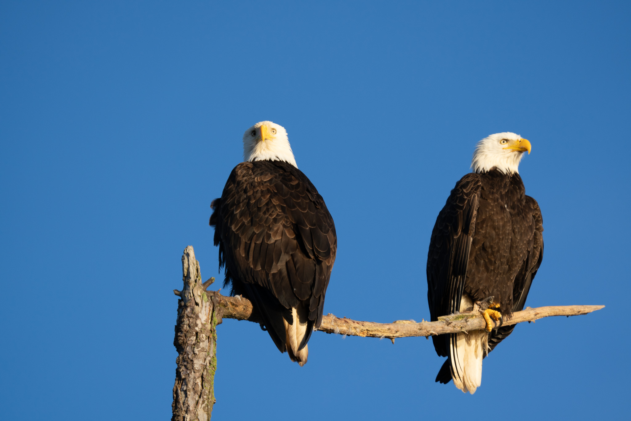Eagles in flight